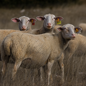 Le Larzac