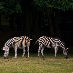 Le Parc de Thoiry