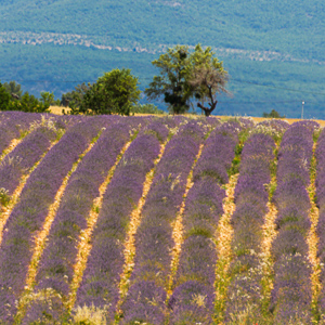 Rando en Provence